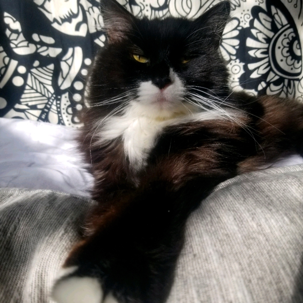 Meet your Posher, Lily
